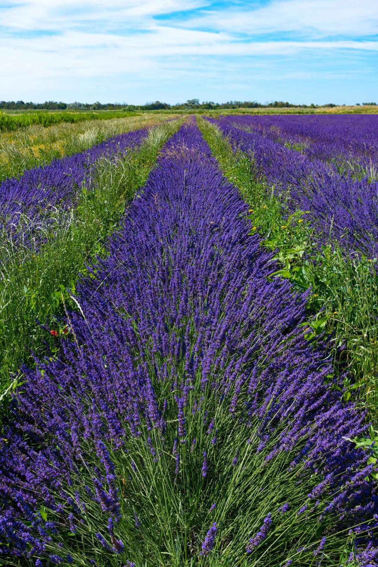 Le Campagne Villa Beaucaire  Eksteriør billede